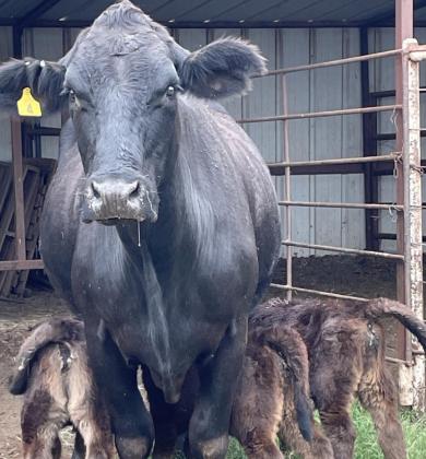 Local cow delivers rare triplets