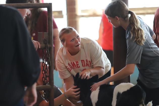 Holliday 7th grade pets young calves at Wolf's Legendairy.