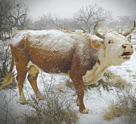 A momma hereford heifer cow braves the elements of winter storm Uri at the Hawley Ranch near Lake Kickapoo. Courtesy photo/Clay Reid