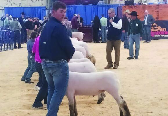 SA Stockshow results