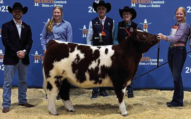 Ella Dorawith her 1st Place Scramble Heifer at Houston Livestock Show Courtesy photo