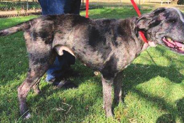 The Catahoula dog mix seized from Amber Proctor is doing well in the care of the Humane Society of Wichita County and has gained two pounds in the last week. Courtesy photo/Humane Society of Wichita County
