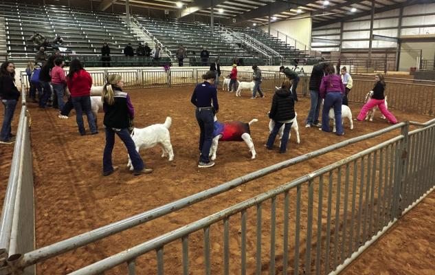 Cattle, Swine, Sheep