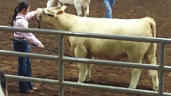 Marisa Frazier placed fourth in the nation with her National Percentage Heifer at the American International Junior Charolias Show June 19 through June 25. Courtesy photo