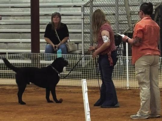 Hood County Dog Show