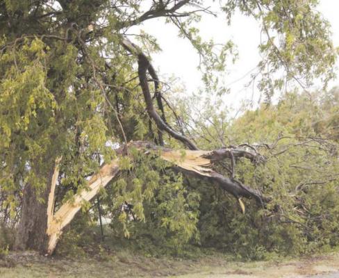 	Ice storm brings tree damage