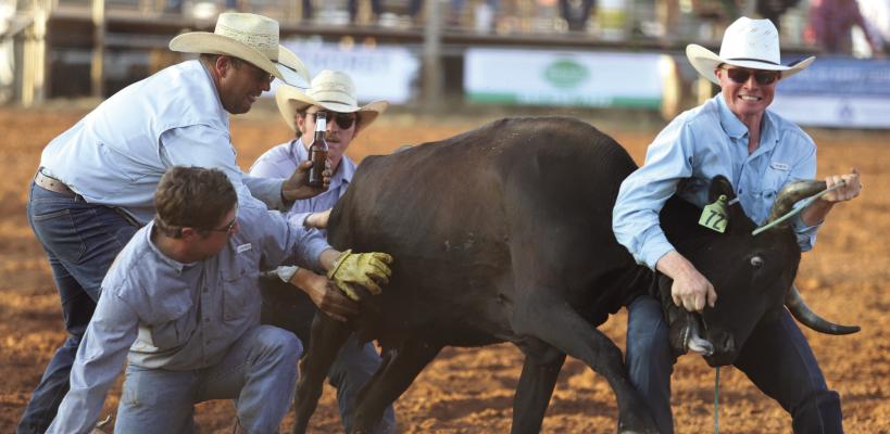 The Lockhead Land and Cattle Ranch Rodeo Team wrangle a cow in the wild cow milking event at the 2025 Archer County Ranch Rodeo. The 81st Archer County Rodeo and Ranch Rodeo returns this weekend. File photo