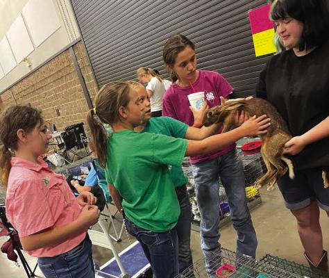 4-H members volunteer at ARBA Show