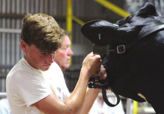 Grayson Steinberger shows a dairy cow during the Windthorst Junior Dairy Show on June 8 at the Archer County Show Barn. Steinberger had the grand and reserve grand champion cows. Courtesy photo/Maria Leal