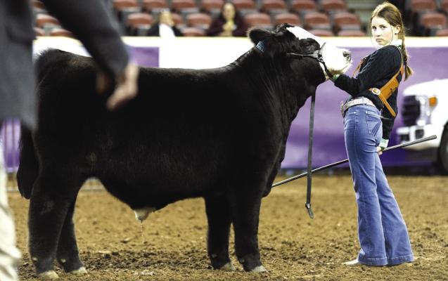 Archer City 4-H's Isabelle Parkey shows her Grand Champion Market Steer Pongo in Oklahoma City last week. Parkey's project earned $10,500 in the ACJLS Premium Auction on Jan. 7. Courtesy photo