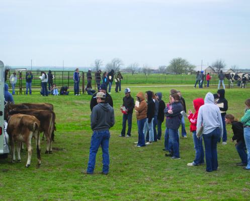 Windthorst FFA hosted teams from across the state for a dairy judging contest on Wednesday, March 29. Zoe Meeks from Dalhart placed, Emmy Westbrook from Monterey placed second and Klarissa from Anna placed third. On the team side, Shallowater placed first, Dalhart placed second and Monterey placed third. Photo/Nathan Lawson