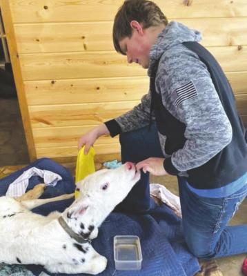 Larson Vieth nurses a weak calf inside his house as they try to protect it from the elements of the winter storm. The calf did not survive. Courtesy photo/Deana Vieth