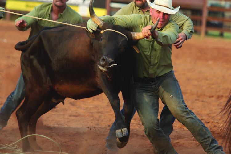 The Burns Ranch team prepares a cow for milking during the wild cow milking event at the Archer County Ranch on Thursday, June 18. The team finished second overall. Photo/Nathan Lawson
