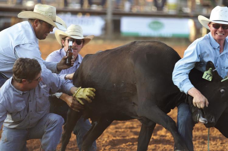 The Lockhead Land and Cattle Ranch Rodeo Team wrangle a cow in the wild cow milking event at the 2025 Archer County Ranch Rodeo. The 81st Archer County Rodeo and Ranch Rodeo returns this weekend. File photo